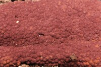 Hypoxylon fendleri image