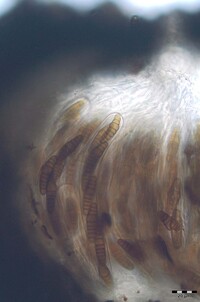 Oedohysterium sinense image