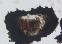 Oedohysterium sinense image