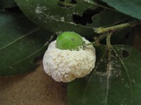 Image of Coniodictyum chevalieri