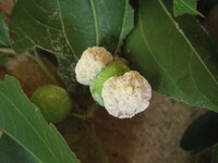Coniodictyum chevalieri image