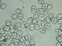 Coniodictyum chevalieri image