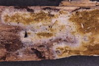 Gloeoporus pannocinctus image