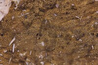 Gloeoporus pannocinctus image