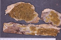 Gloeoporus pannocinctus image