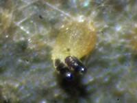Ascobolus bistisii image