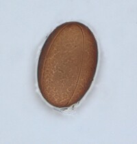 Ascobolus bistisii image