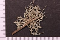 Ramalina peruviana image