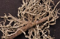 Ramalina peruviana image
