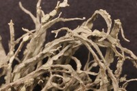 Ramalina peruviana image
