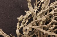 Ramalina peruviana image