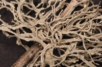 Ramalina peruviana image