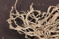 Ramalina peruviana image