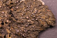 Collema pulchellum var. subnigrescens image
