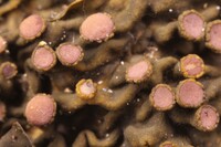 Collema pulchellum var. subnigrescens image