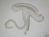 Collema pulchellum var. subnigrescens image
