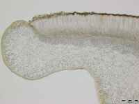 Collema pulchellum var. subnigrescens image