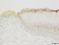 Collema pulchellum var. subnigrescens image