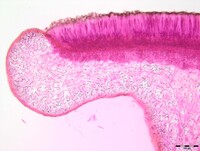 Collema pulchellum var. subnigrescens image