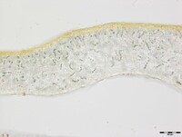 Collema pulchellum var. subnigrescens image