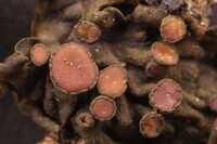 Collema pulchellum var. subnigrescens image
