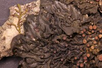 Collema pulchellum var. subnigrescens image