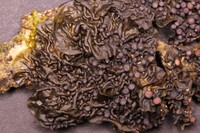 Collema pulchellum var. subnigrescens image