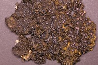 Collema pulchellum var. subnigrescens image