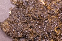 Collema pulchellum var. subnigrescens image