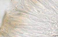 Collema pulchellum var. subnigrescens image