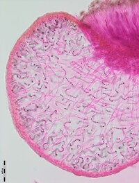 Collema pulchellum var. subnigrescens image