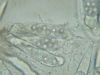 Eremiomyces echinulatus image