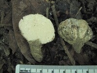 Eremiomyces echinulatus image