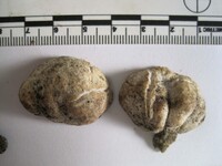 Eremiomyces echinulatus image