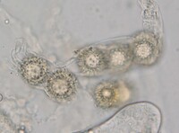 Eremiomyces echinulatus image