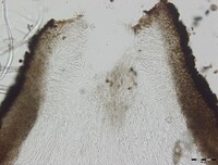 Macrovalsaria megalospora image