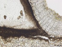 Macrovalsaria megalospora image