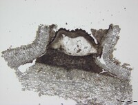 Macrovalsaria megalospora image