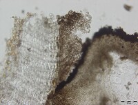 Macrovalsaria megalospora image