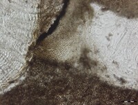 Macrovalsaria megalospora image