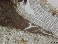 Macrovalsaria megalospora image