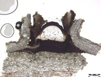 Macrovalsaria megalospora image