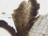 Macrovalsaria megalospora image