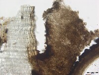 Macrovalsaria megalospora image