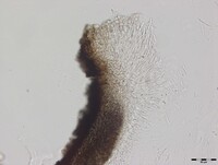 Macrovalsaria megalospora image