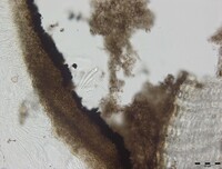 Macrovalsaria megalospora image