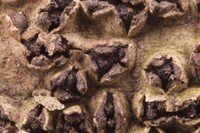 Macrovalsaria megalospora image