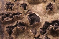 Macrovalsaria megalospora image