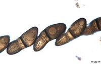 Macrovalsaria megalospora image
