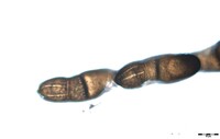 Macrovalsaria megalospora image